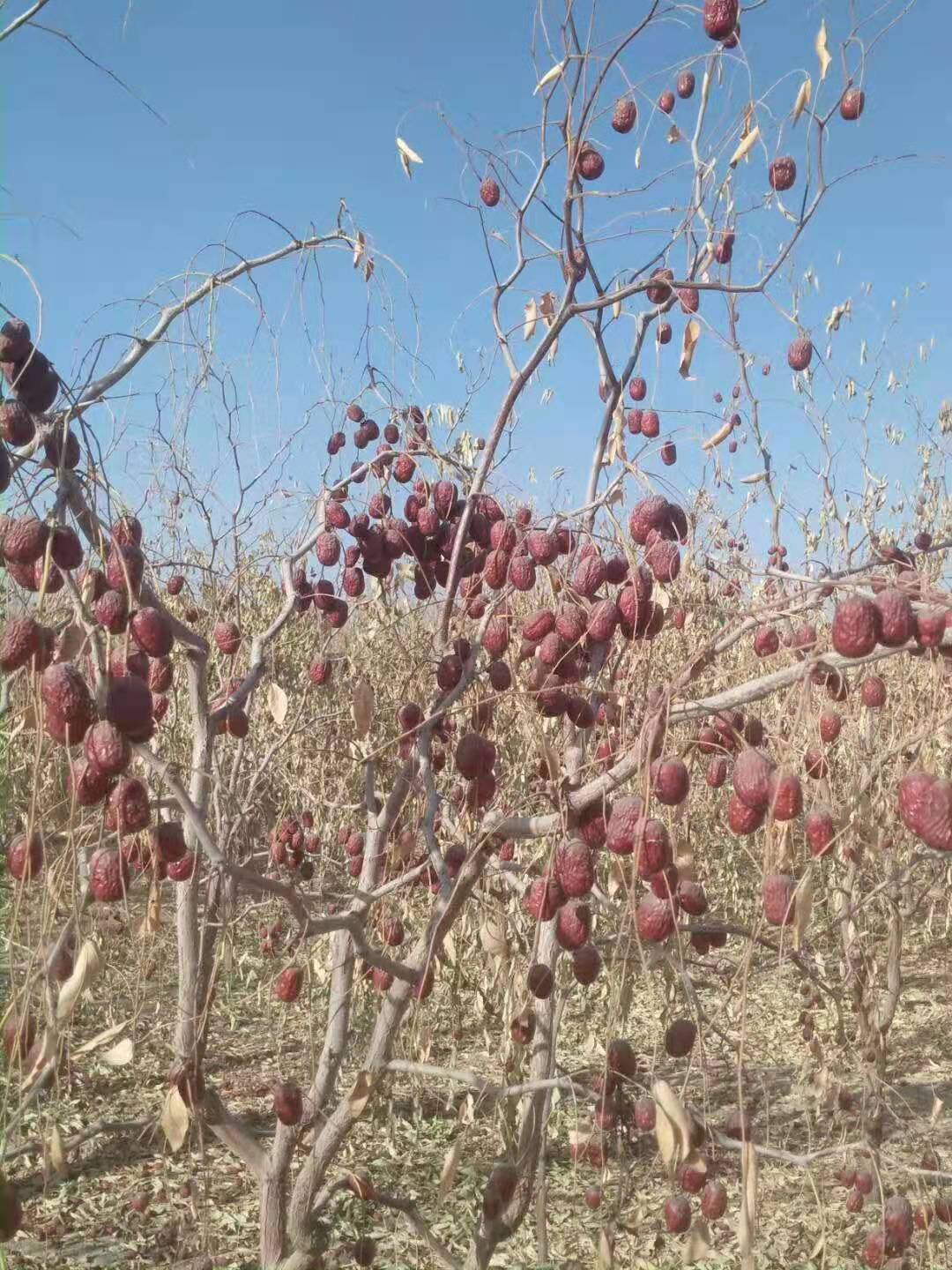 若羌灰枣树上图片图片