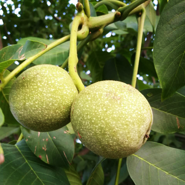 【已售罄】百年老树野生无漂白核桃5斤94元包邮